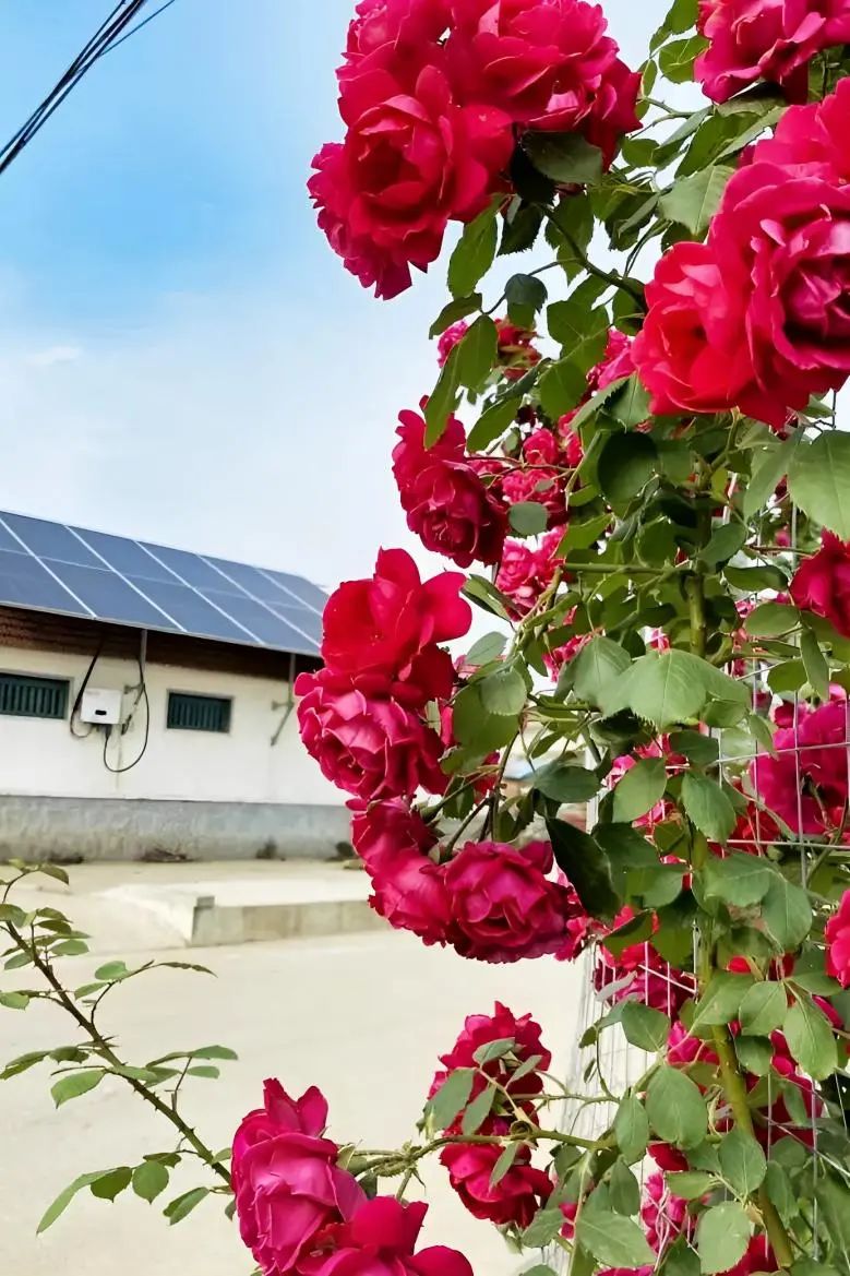 1749430110343086.jpg 3.jpg